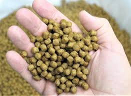Nuevas alternativas alimenticias buscan transformar la nutrición dentro de la acuicultura