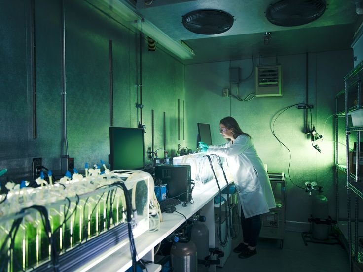 Investigadores logran producir microalgas con un 84% menos de agua y alto potencial para la acuicultura