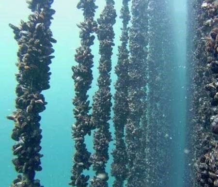 Ostra japonesa: Chile impulsa transferencia tecnológica y nuevos modelos de cultivo acuícola