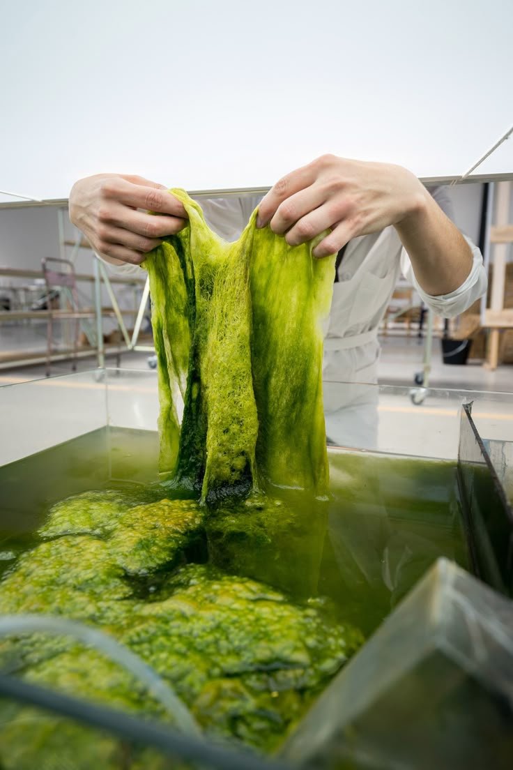 Crece el interés por el cultivo de algas como nueva oportunidad para la acuicultura argentina