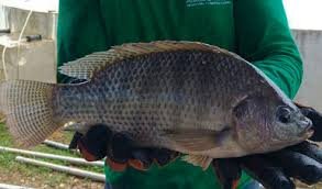 Un estudio en tilapia abre posibilidades para mejorar el rendimiento proteico sin aumentar el consumo de alimento