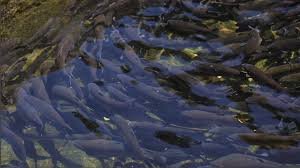 Un estudio revela que el enriquecimiento ambiental fortalece el sistema inmune en juveniles de trucha