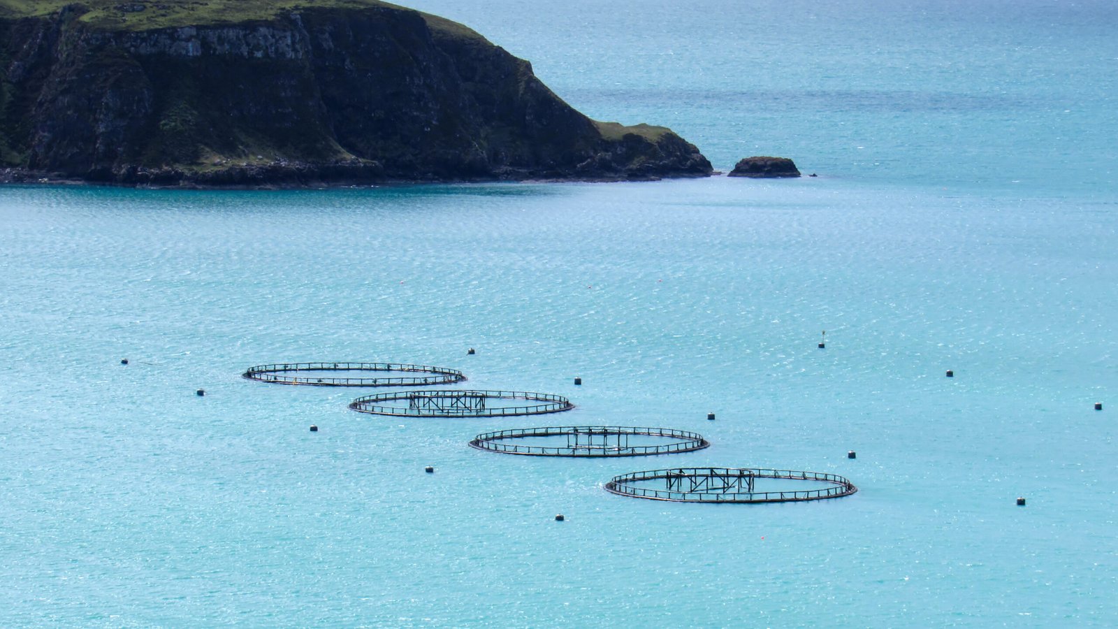 Sistemas offshore: el próximo salto tecnológico que busca dar la acuicultura mundial Sistemas offshore: el próximo salto tecnológico que busca dar la acuicultura mundial