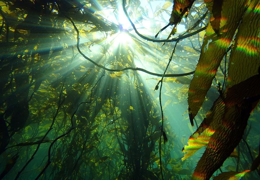 Día de las Algas: destacan su importancia frente al cambio climático y el desarrollo sostenible