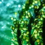Microalgas cultivadas con efluentes cerveceros muestran potencial para reemplazar la harina de pescado en la acuicultura