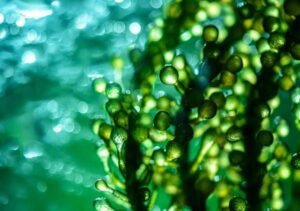 Microalgas cultivadas con efluentes cerveceros muestran potencial para reemplazar la harina de pescado en la acuicultura