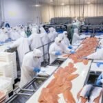 Exportaciones de salmón chileno a Rusia se redujeron casi a la mitad en el inicio de 2026