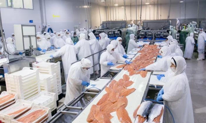 Exportaciones de salmón chileno a Rusia se redujeron casi a la mitad en el inicio de 2026