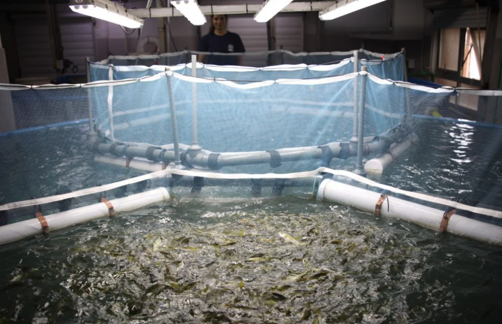 Exhibirán en Mar del Plata un sistema de cultivo de pez limón con ejemplares vivos Exhibirán en Mar del Plata un sistema de cultivo de pez limón con ejemplares vivos