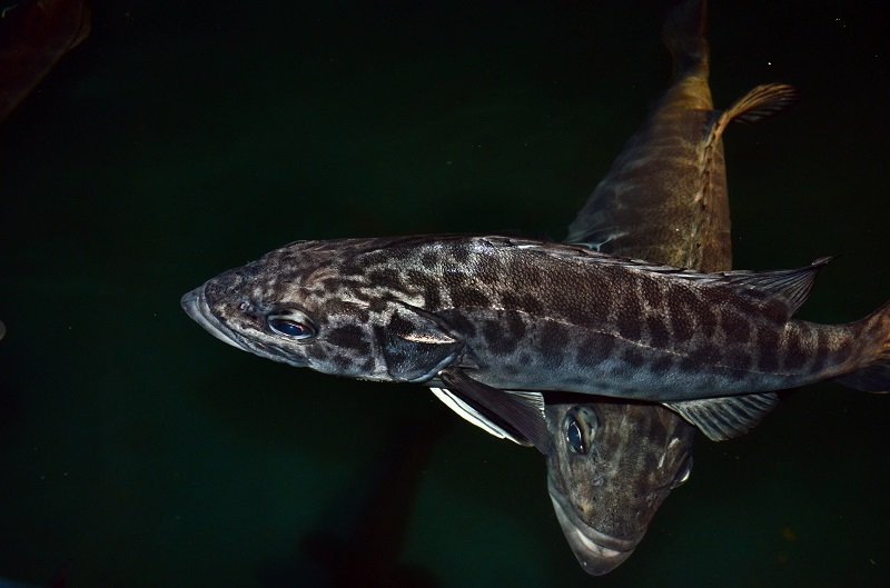 Inician una nueva temporada reproductiva de chernia y refuerza las investigaciones para el desarrollo de la acuicultura argentina Inician una nueva temporada reproductiva de chernia y refuerza las investigaciones para el desarrollo de la acuicultura argentina