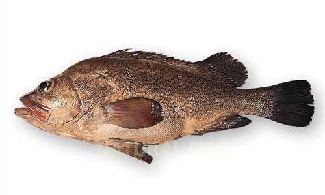 Cuatro juveniles de chernia consolidan un nuevo avance del INIDEP hacia el cultivo de especies marinas de alto valor