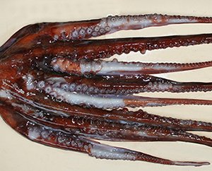 Impulsan nuevas investigaciones para potenciar el cultivo del pulpo colorado